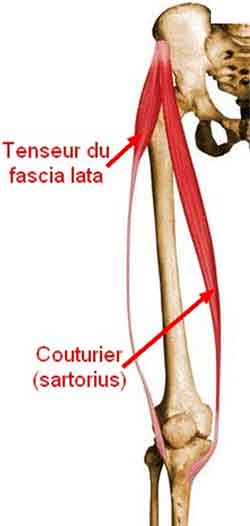 PNA Muscle Sartorius pna-muscle-sartorius