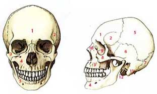 Le squelette de la tête, le crâne. Leçon 5. Anatomie artistique.