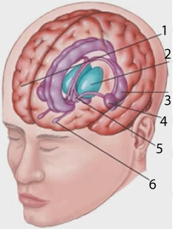 Hippocampe et cerveau