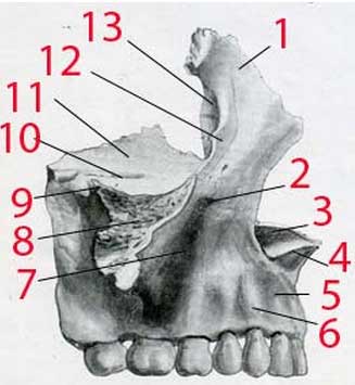 Maxillaire supérieur. Anatomie artistique. Leçon 15