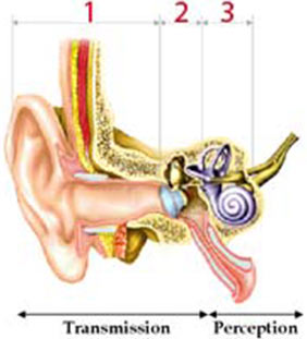 NEURINOME DE L ACOUSTIQUE PDF DOWNLOAD NEURINOME DE L ACOUSTIQUE PDF DOWNLOAD