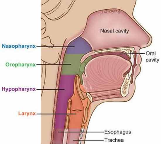Anatomie oropharynx