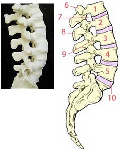 4 Vert bre Lombaire 5 Vert bre Lombaire 6 Apophyse Articulaire 4 Vert bre Lombaire 5 Vert bre Lombaire 6 Apophyse Articulaire