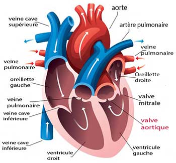 valve aortique
