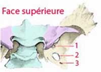 Face endocrânienne du sphénoïde