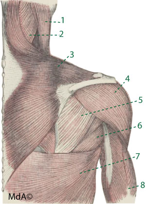muscle superficiel du haut du dos