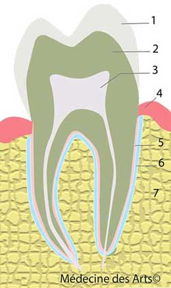 Anatomie dent
