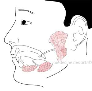 anatomie des glandes salivaires
