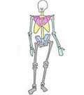 Système osseux